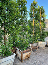 Load image into Gallery viewer, Tall Indian Laurel Coulmns, 'Ficus nitida' "Hollywood hedge" - 24 box