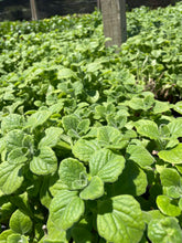 Load image into Gallery viewer, Vicks Plant (Plectranthus tomentosa) - 1 gallon