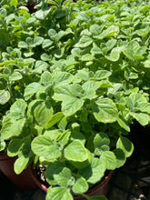 Load image into Gallery viewer, Vicks Plant (Plectranthus tomentosa) - 1 gallon