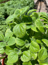 Load image into Gallery viewer, Vicks Plant (Plectranthus tomentosa) - 1 gallon