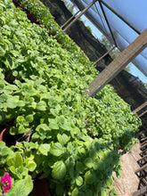 Load image into Gallery viewer, Vicks Plant (Plectranthus tomentosa) - 1 gallon