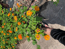 Load image into Gallery viewer, Lantana Radiation (Lantana camara 'Radiation') - 1 gallon