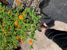 Load image into Gallery viewer, Lantana Radiation (Lantana camara 'Radiation') - 1 gallon