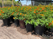 Load image into Gallery viewer, Lantana Radiation (Lantana camara 'Radiation') - 1 gallon