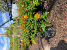 Load image into Gallery viewer, Lantana Radiation (Lantana camara 'Radiation') - 1 gallon