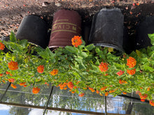 Load image into Gallery viewer, Lantana Radiation (Lantana camara 'Radiation') - 1 gallon