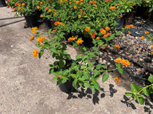 Load image into Gallery viewer, Lantana Radiation (Lantana camara 'Radiation') - 1 gallon