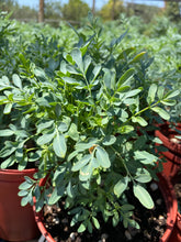 Load image into Gallery viewer, Rue Plant (Ruta graveolens) - 1 gallon