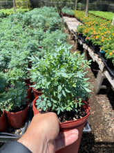 Load image into Gallery viewer, Rue Plant (Ruta graveolens) - 1 gallon