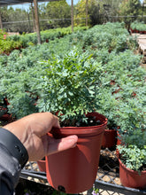 Load image into Gallery viewer, Rue Plant (Ruta graveolens) - 1 gallon
