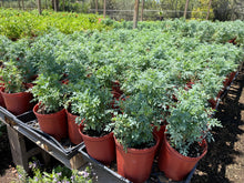Load image into Gallery viewer, Rue Plant (Ruta graveolens) - 1 gallon