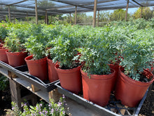 Load image into Gallery viewer, Rue Plant (Ruta graveolens) - 1 gallon
