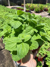 Load image into Gallery viewer, Apple Mint (Mentha suaveolens) - 1 gallon
