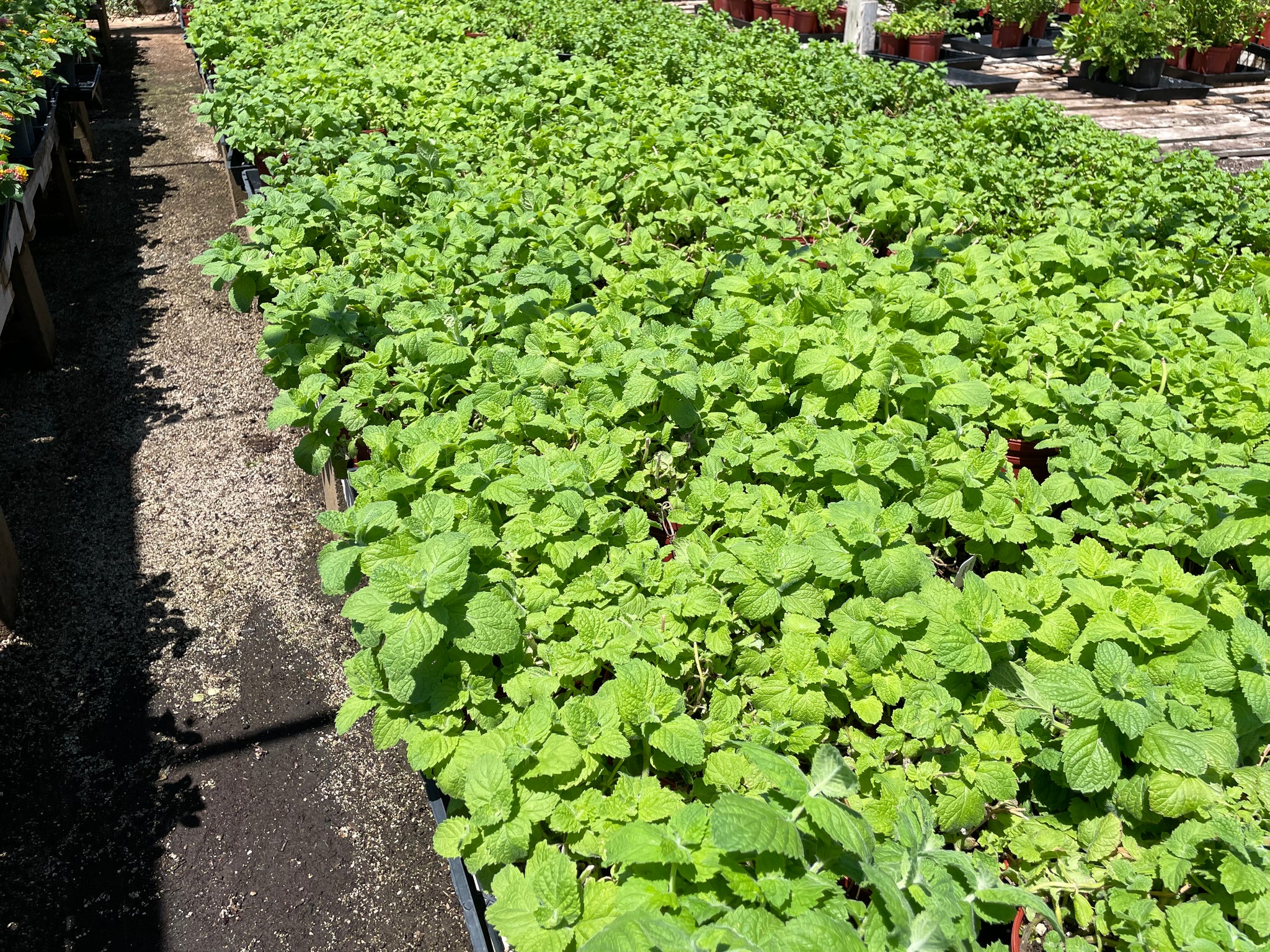 Apple Mint (Mentha suaveolens)
