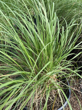 Load image into Gallery viewer, Deer Grass (Muhlenbergia rigens) - 5 Gallon
