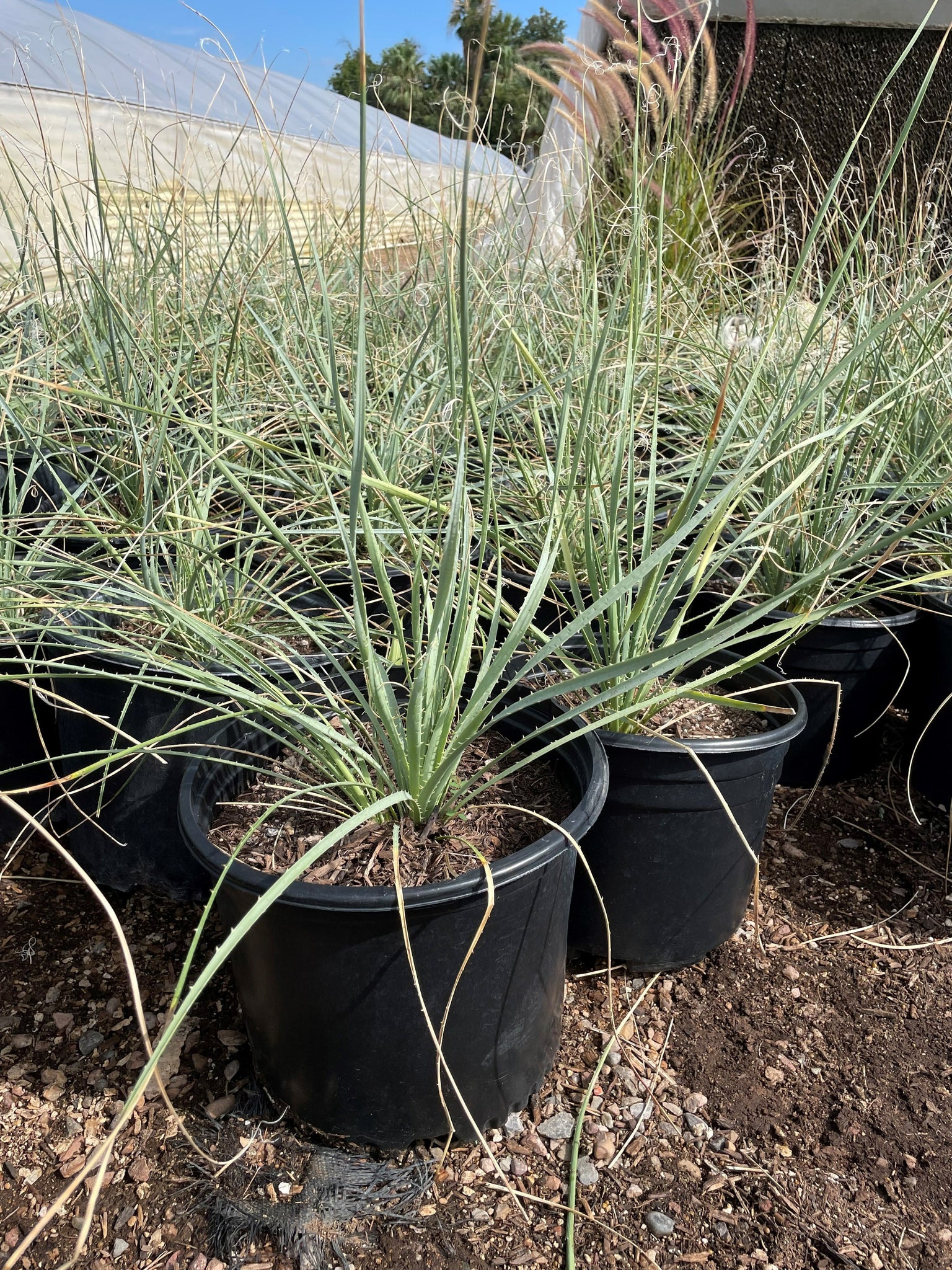 desert spoon succulent Desert spoon (Dasylirion wheeleri)