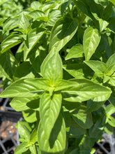 Load image into Gallery viewer, Italian Large Leaf basil
