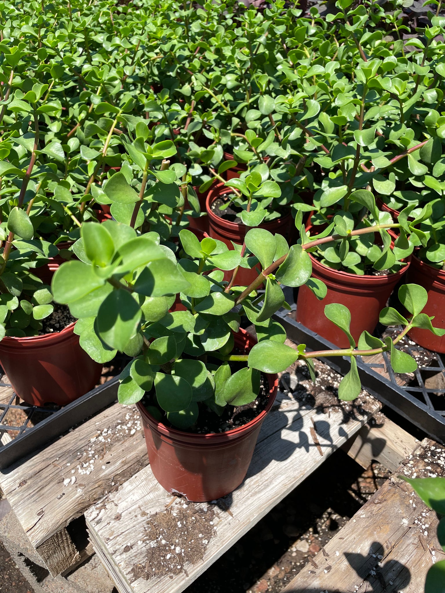 portulacaria afra big leaf Mammoth - Large Leaf Elephant Food