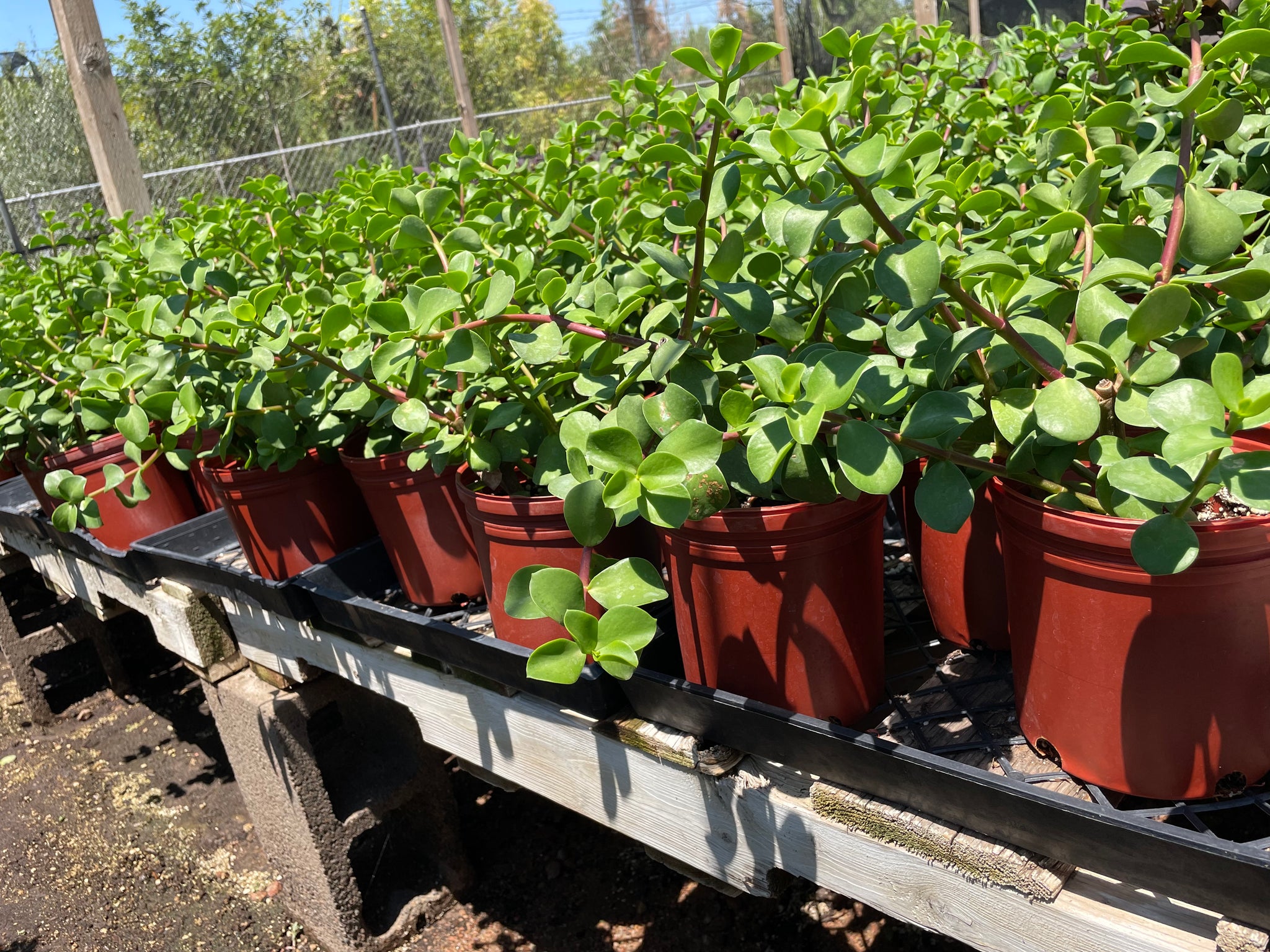 elephant food jade plant Mammoth - Large Leaf Elephant Food