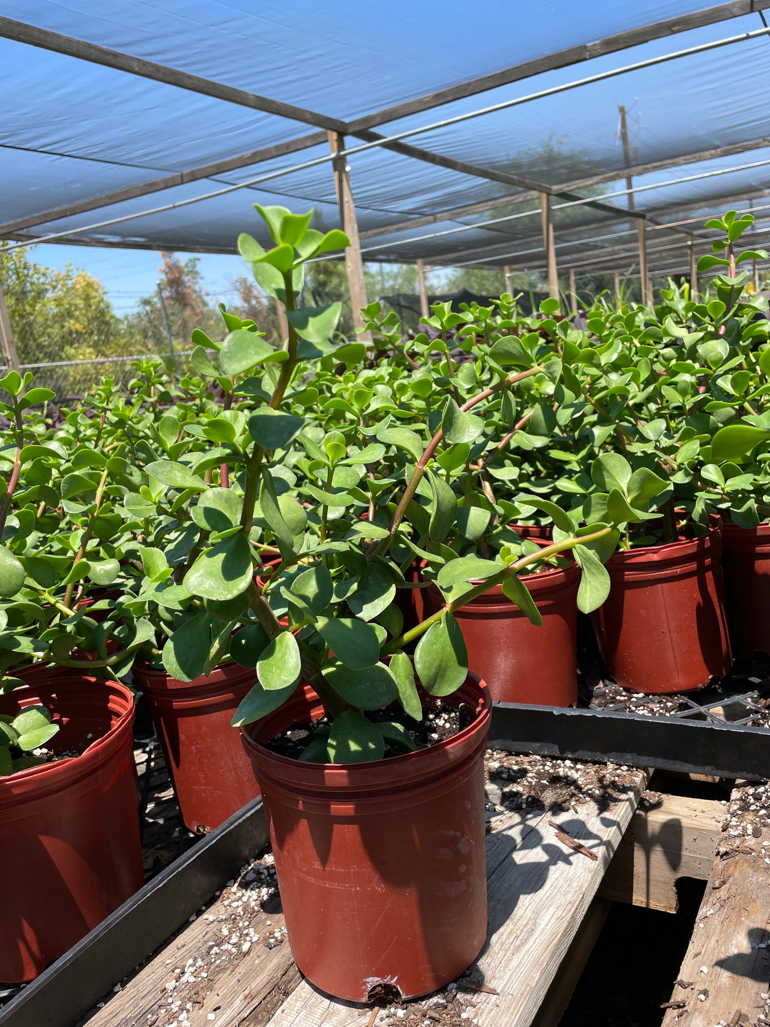 large portulacaria afra Mammoth - Large Leaf Elephant Food