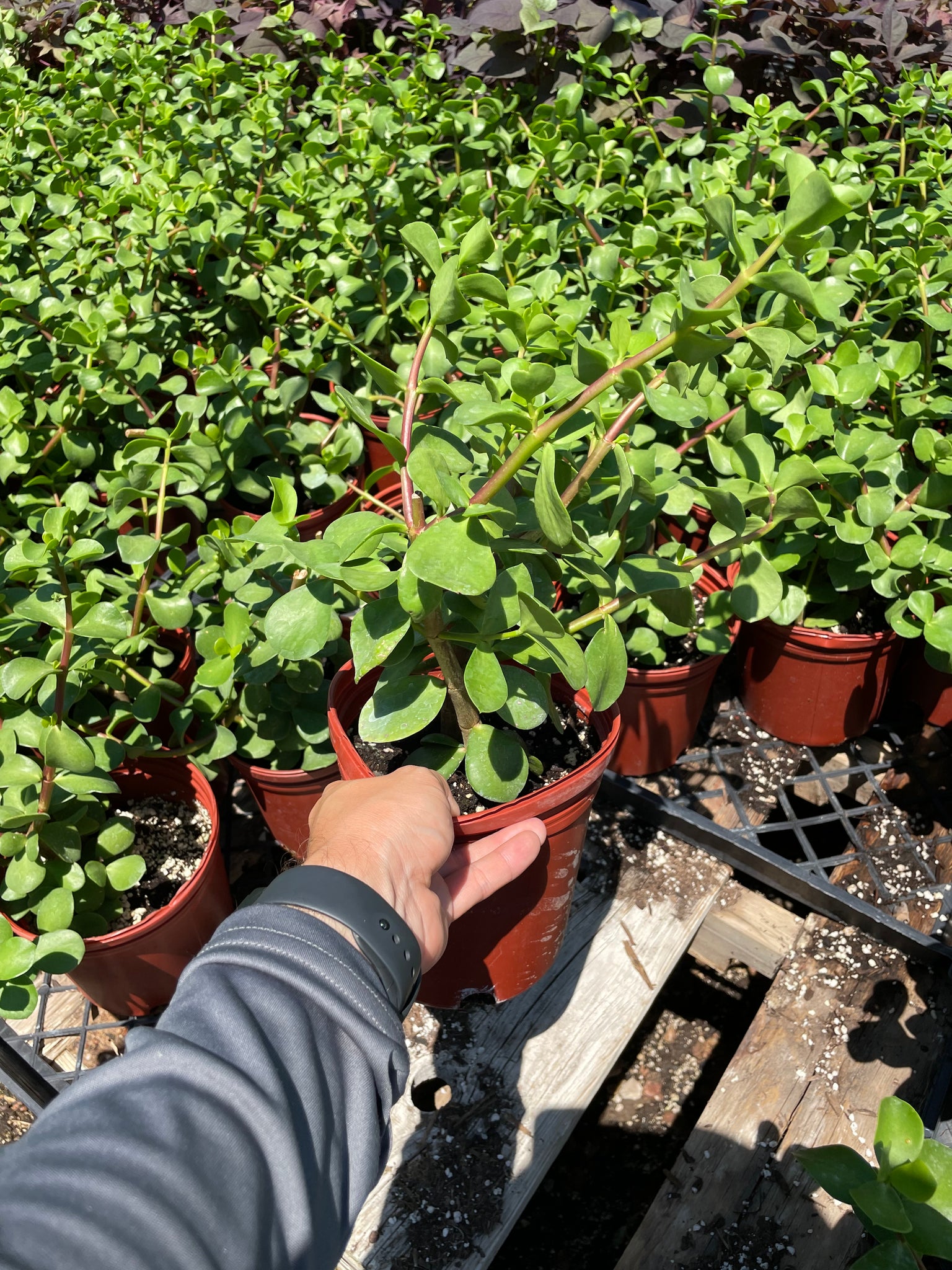 portulacaria mammoth succulent Mammoth - Large Leaf Elephant Food