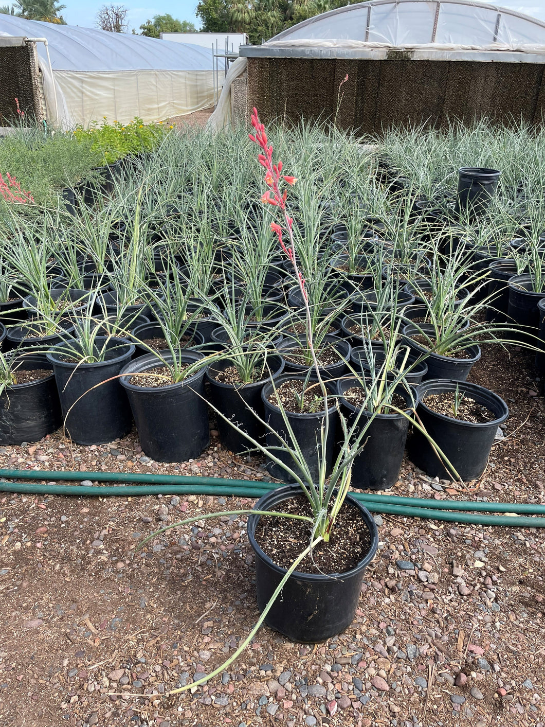 Red Yucca (Hesperaloe parviflora) - 5 gallon