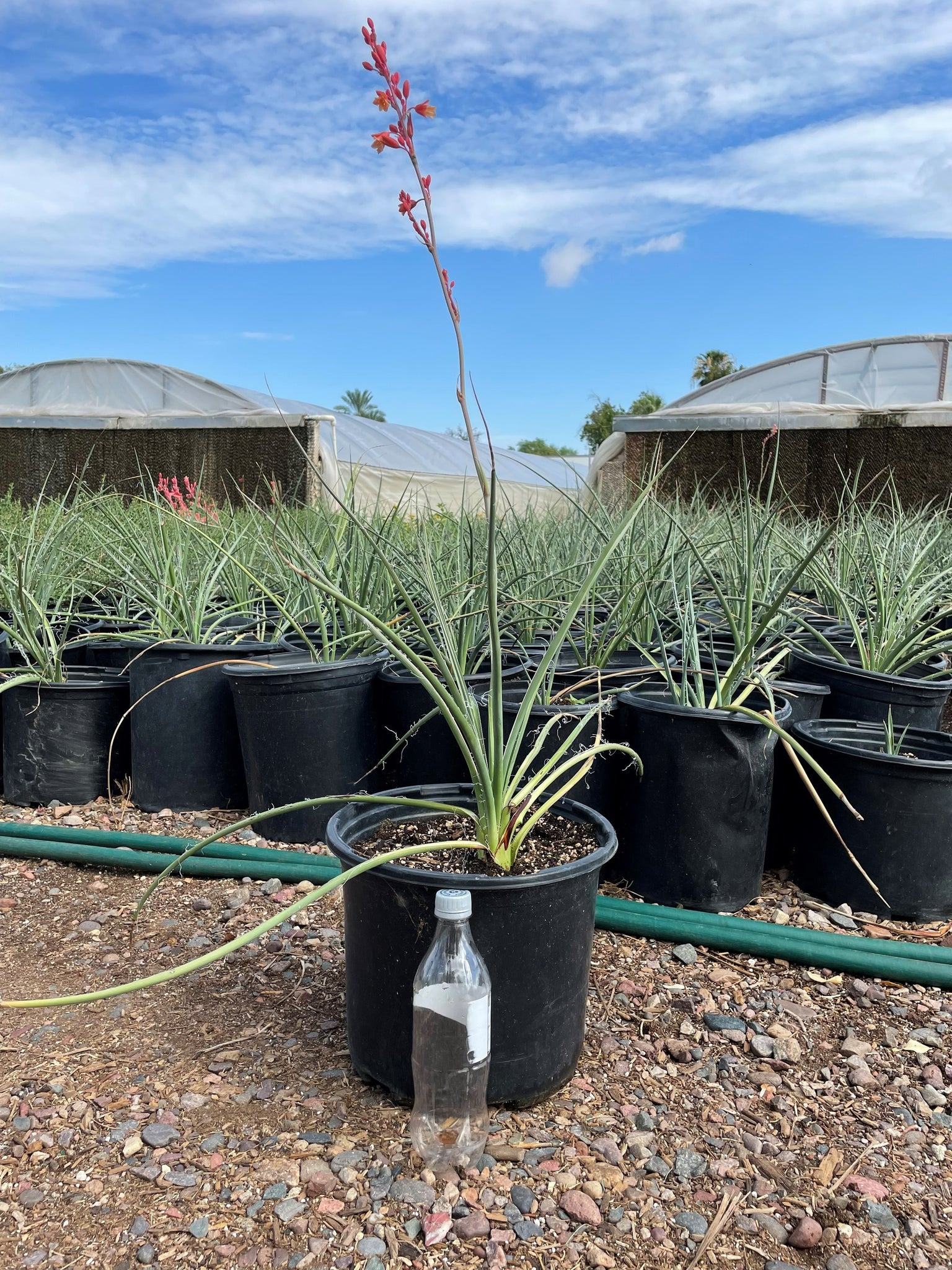 can red yucca grow in a pot Red Yucca (Hesperaloe parviflora)