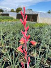 Load image into Gallery viewer, Red Yucca (Hesperaloe parviflora) - 5 gallon
