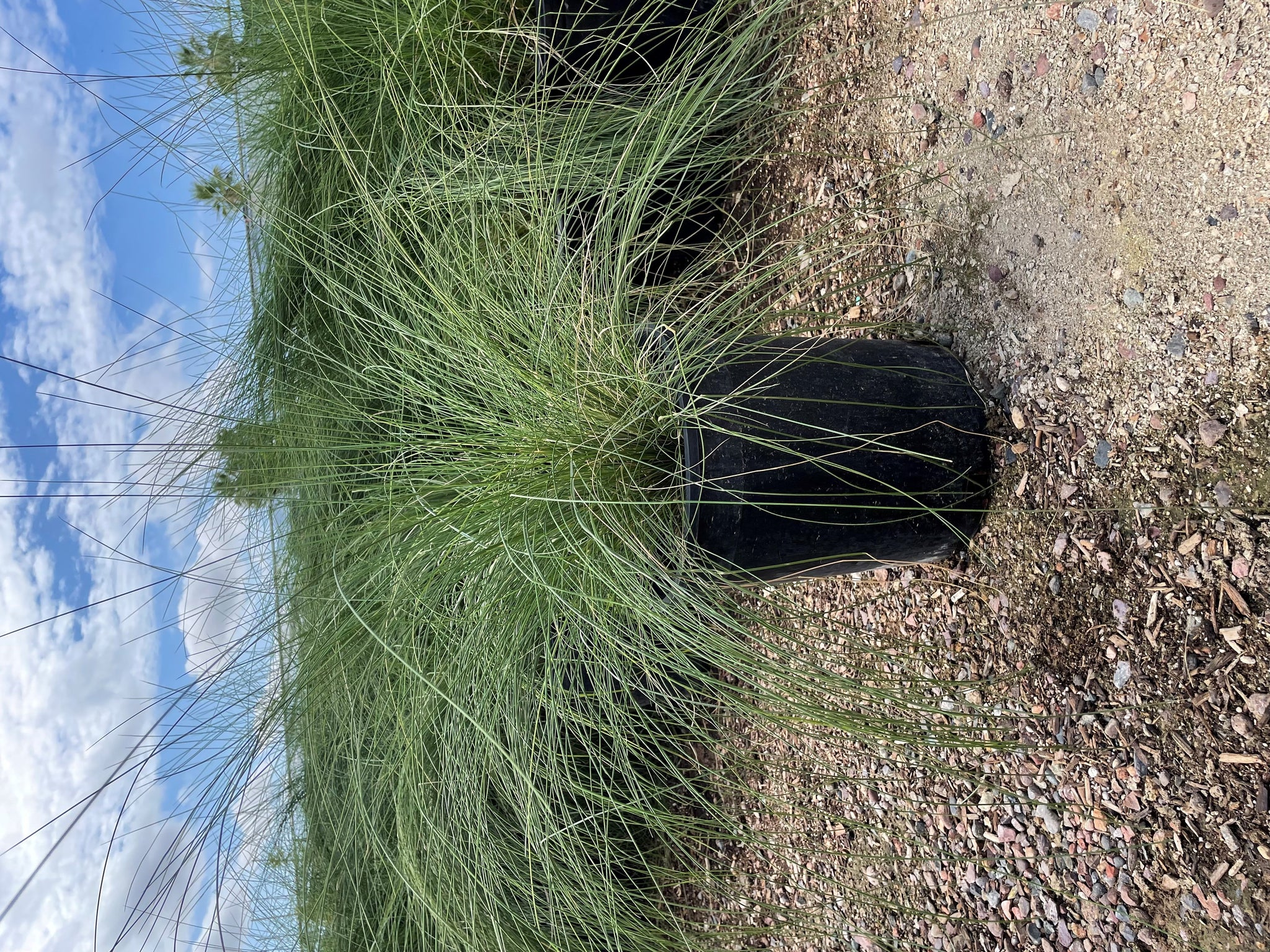 muhlenbergia capillaris regal mist