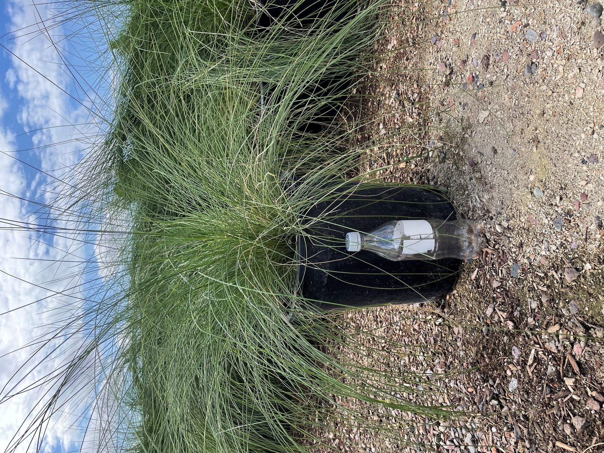 muhlenbergia capillaris regal mist