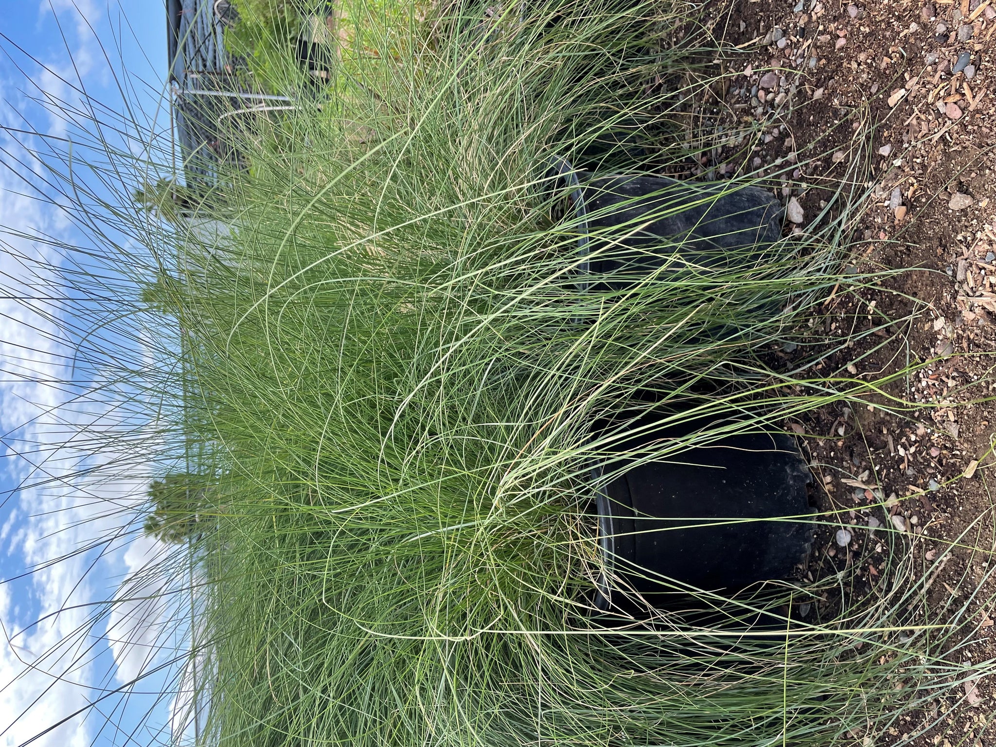 muhlenbergia capillaris regal mist