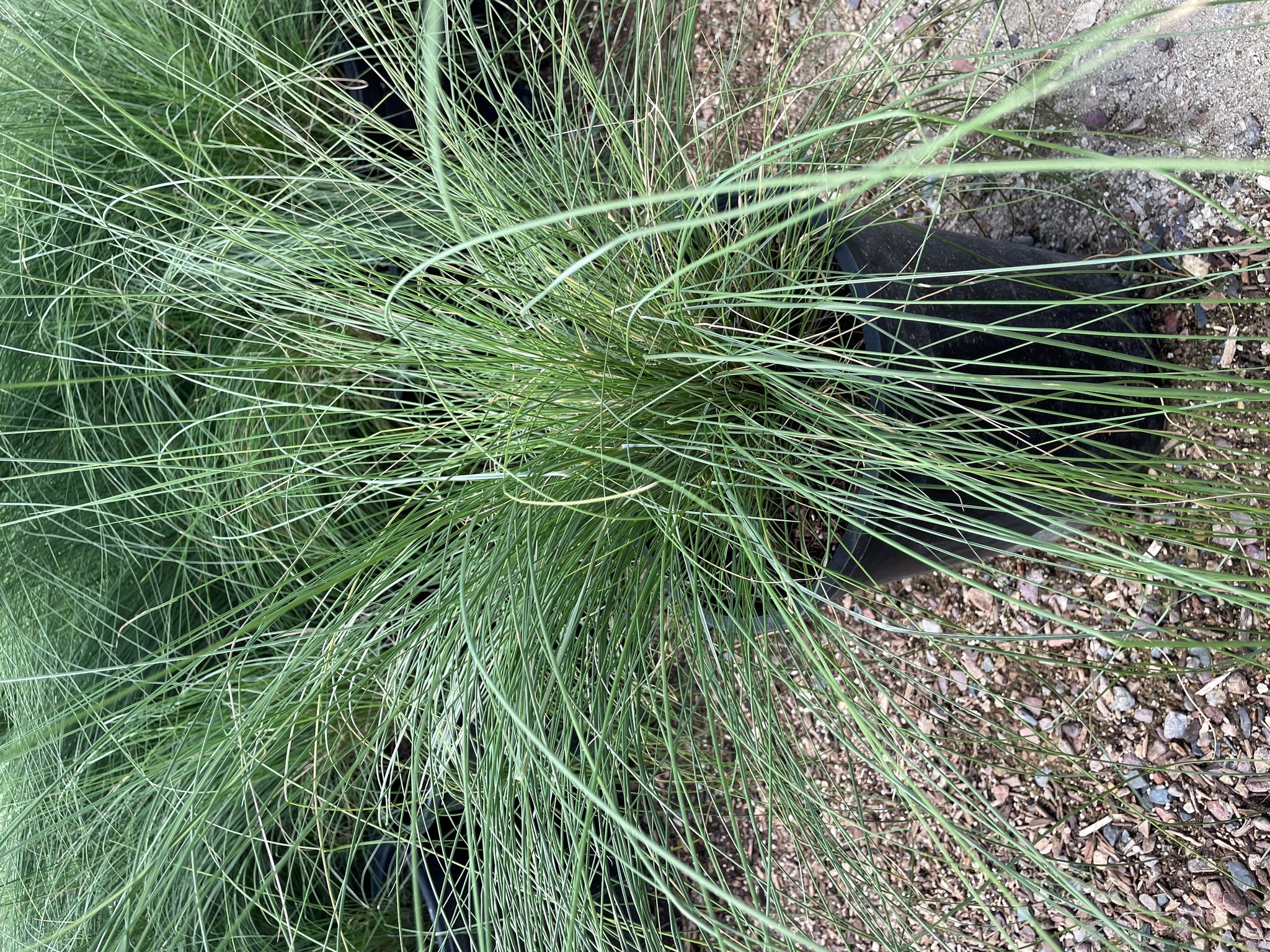 muhlenbergia capillaris regal mist