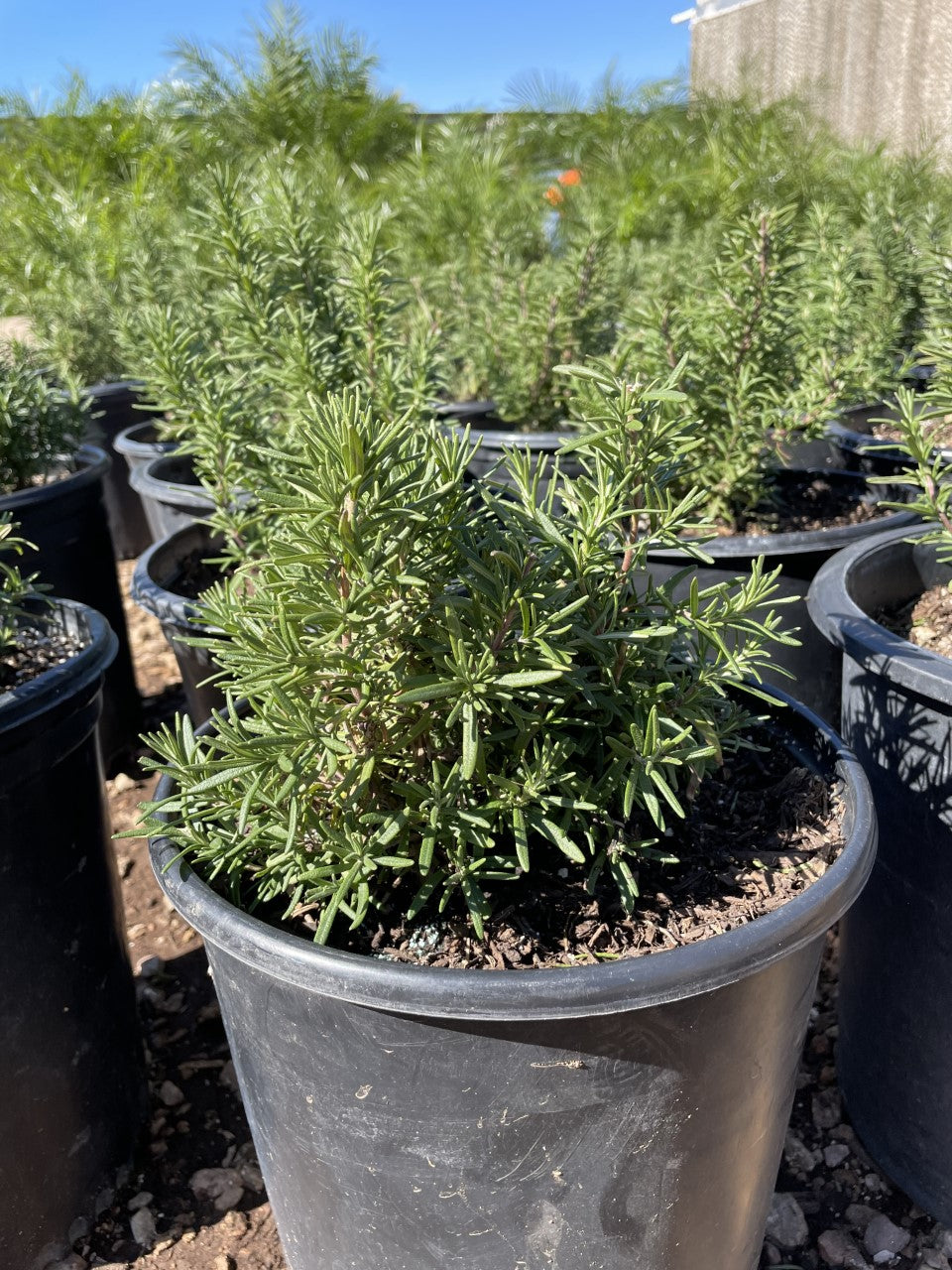 indoor rosemary plant near me Upright Rosemary 'Romarinus Officianalus' Outdoor Landacaping Decorative  Plants 5 Gallon – AZ OutDoor Decor