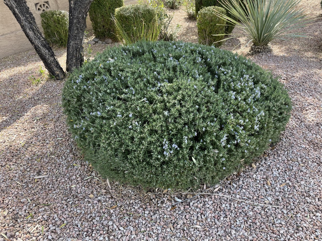 Upright Rosemary 'Romarinus Officianalus' Outdoor Landacaping