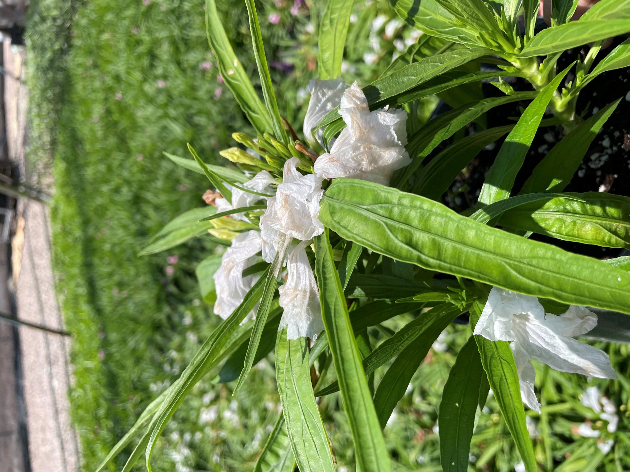 Ruellia Brittoniana Dwarf White