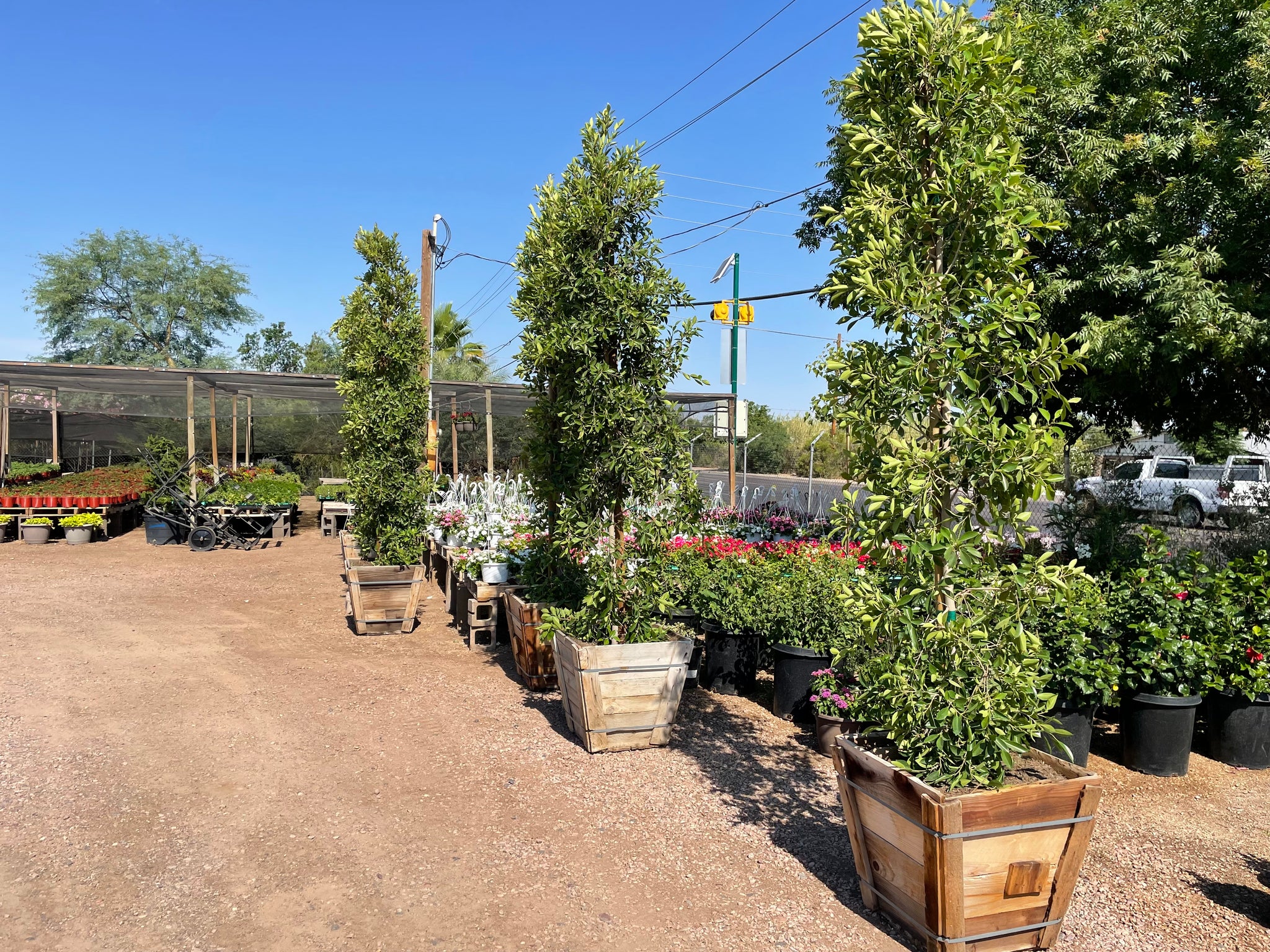 Tall Indian Laurel Coulmns, 'Ficus nitida' Hollywood hedge - 24 box