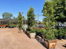 Load image into Gallery viewer, Tall Indian Laurel Coulmns, &#39;Ficus nitida&#39; &quot;Hollywood hedge&quot; - 24 box
