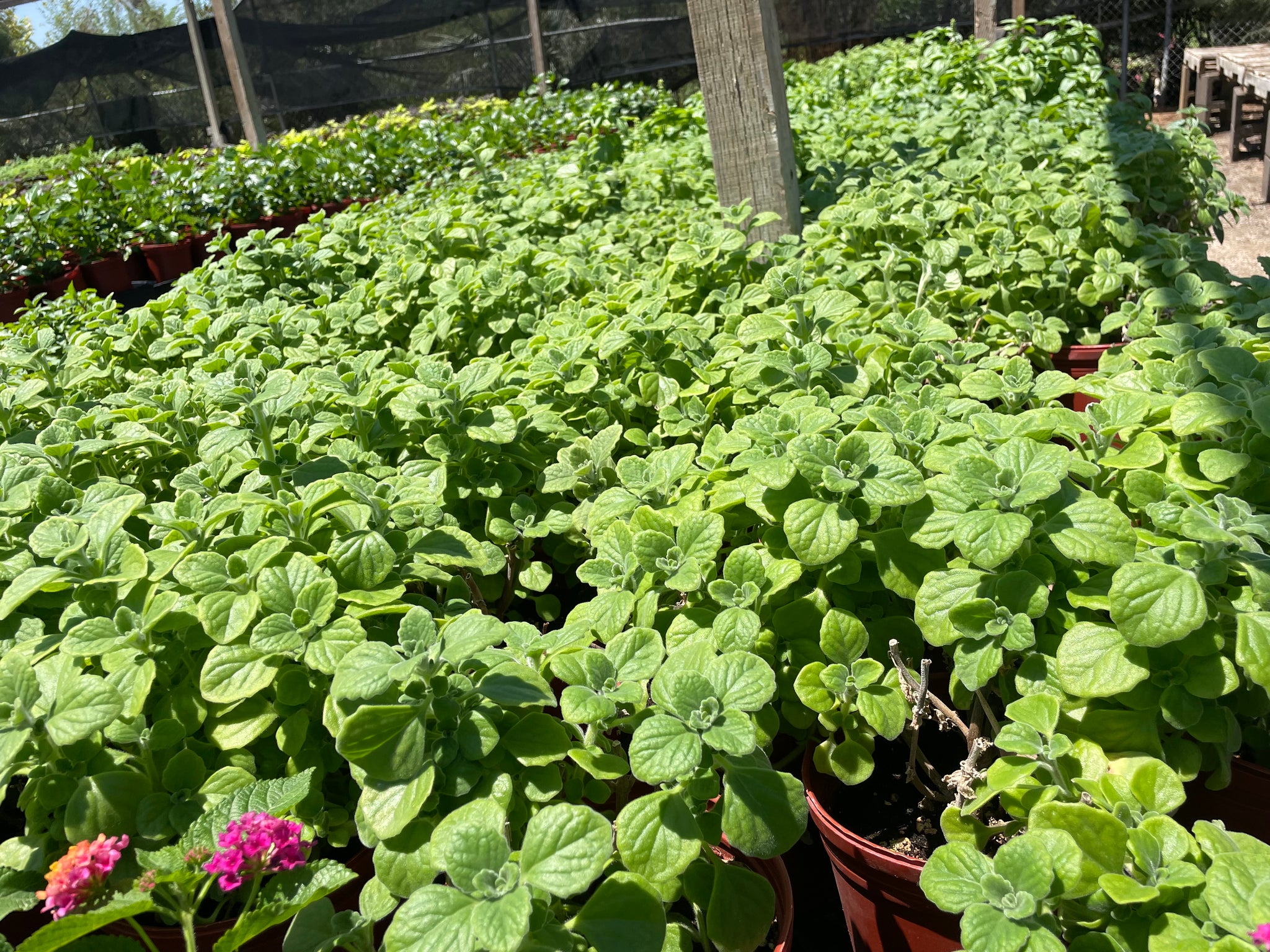 vicks plant succulent Vicks Plant (Plectranthus tomentosa)