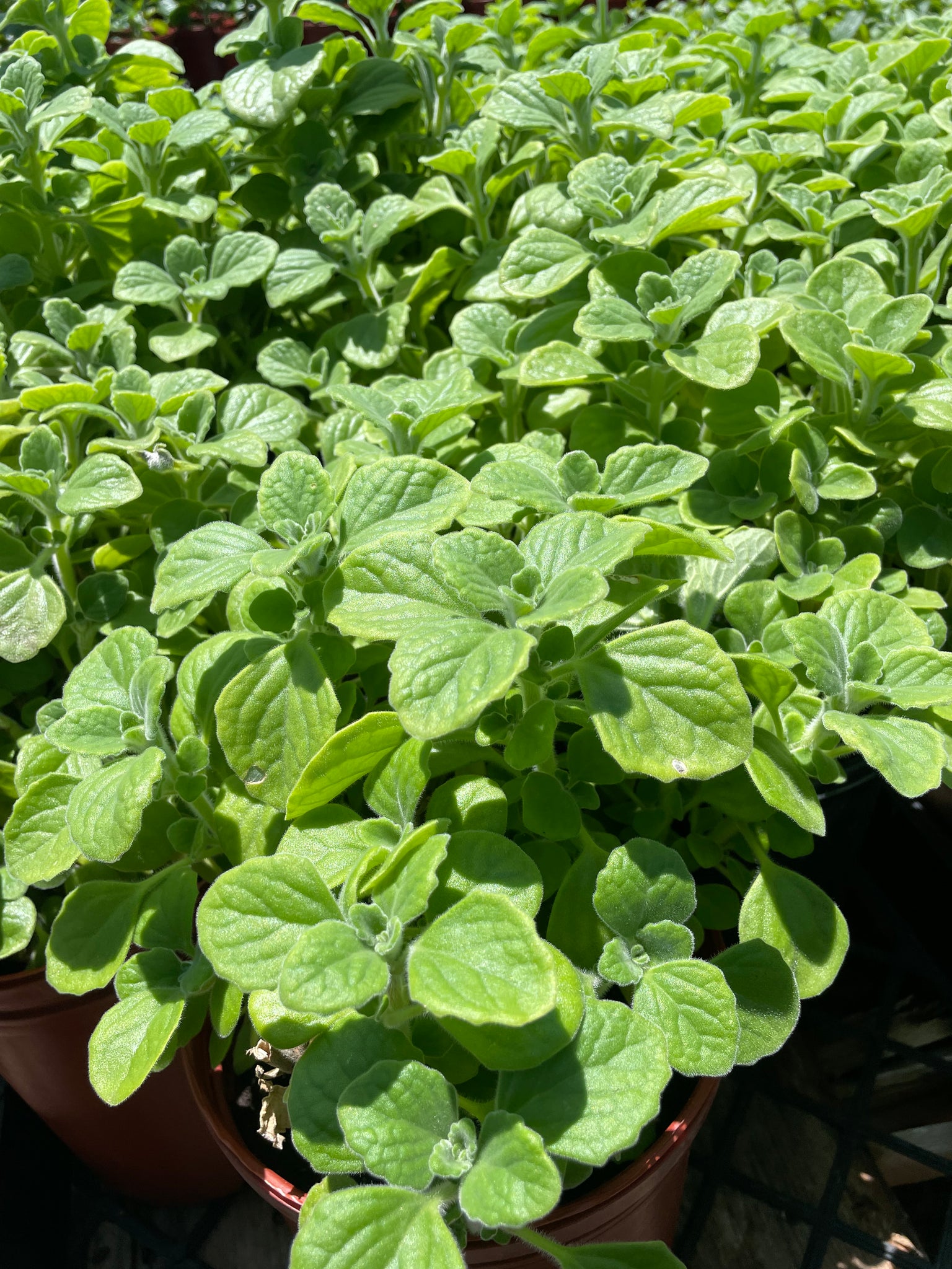 vicks succulent Vicks Plant (Plectranthus tomentosa)