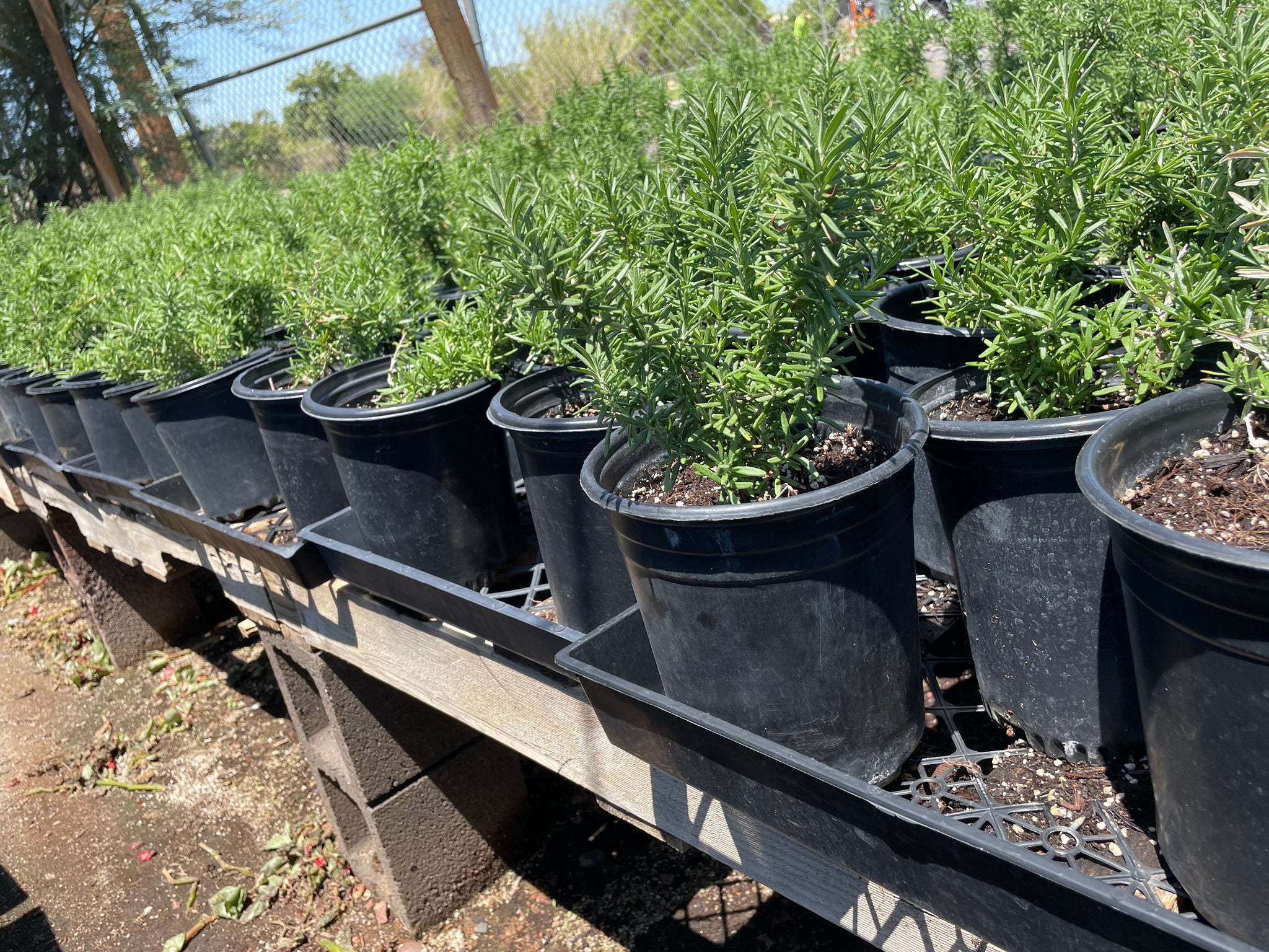Upright Rosemary 'Romarinus Officianalus' Outdoor Landacaping Decorative  Plants 5 Gallon – AZ OutDoor Decor