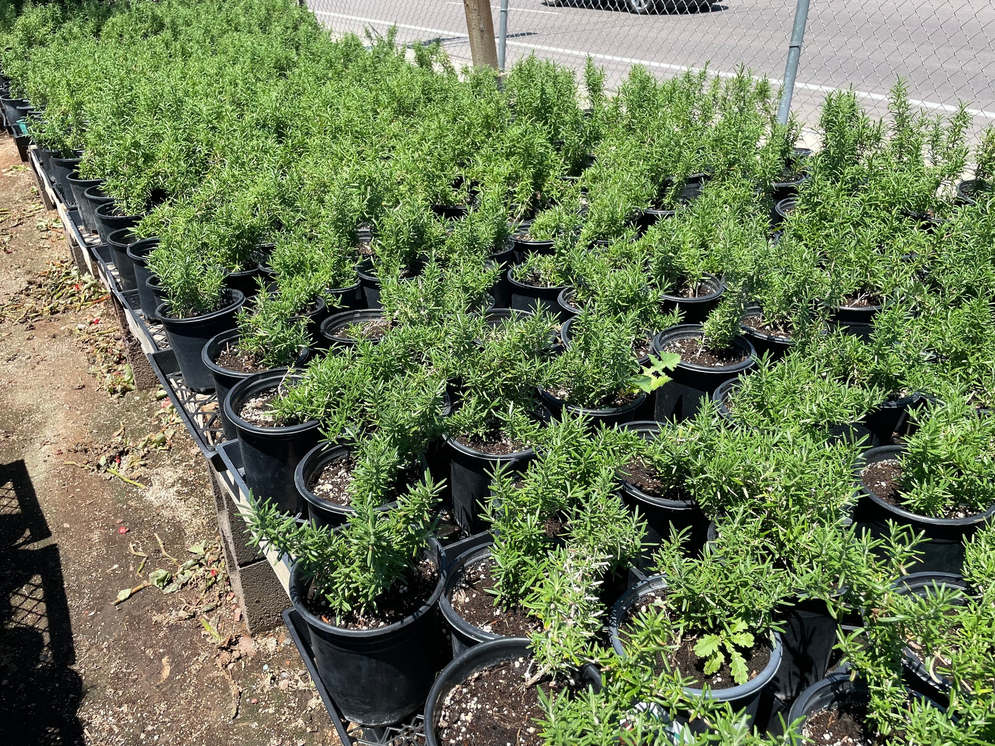 Upright Rosemary 'Romarinus Officianalus' Outdoor Landacaping