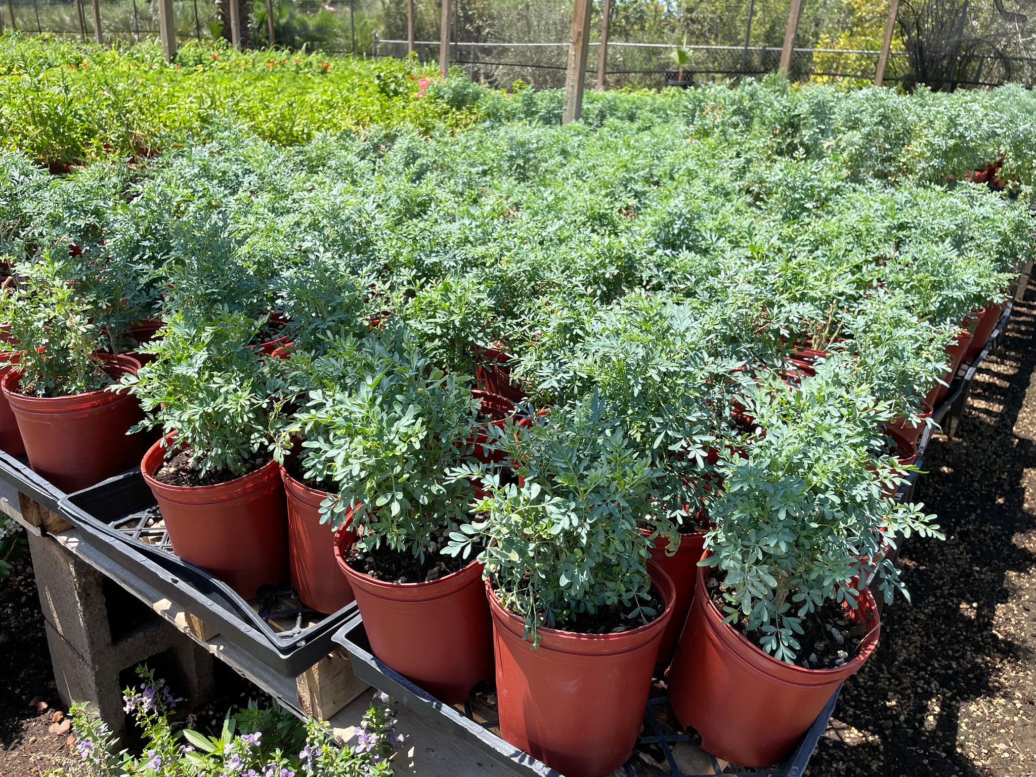 Rue Plant (Ruta graveolens)